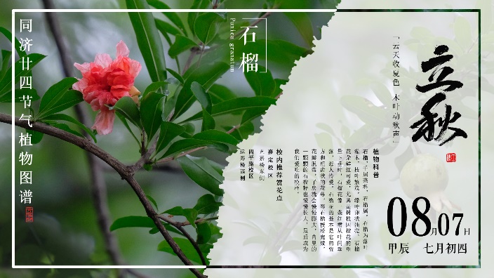 同济二十四节气植物图谱 | 云天收夏色，木叶动秋声